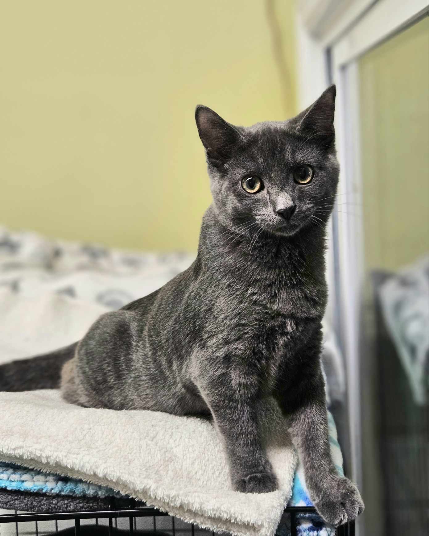 adoptable Cat in Rochester, NH named Simba AND Ricco