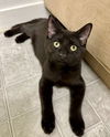 adoptable Cat in , NH named Ricco AND Simba