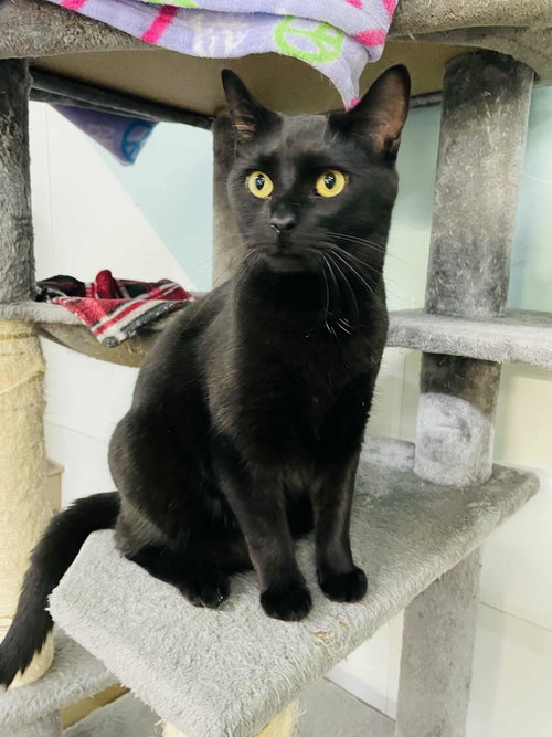 picture of the cat needing adoption