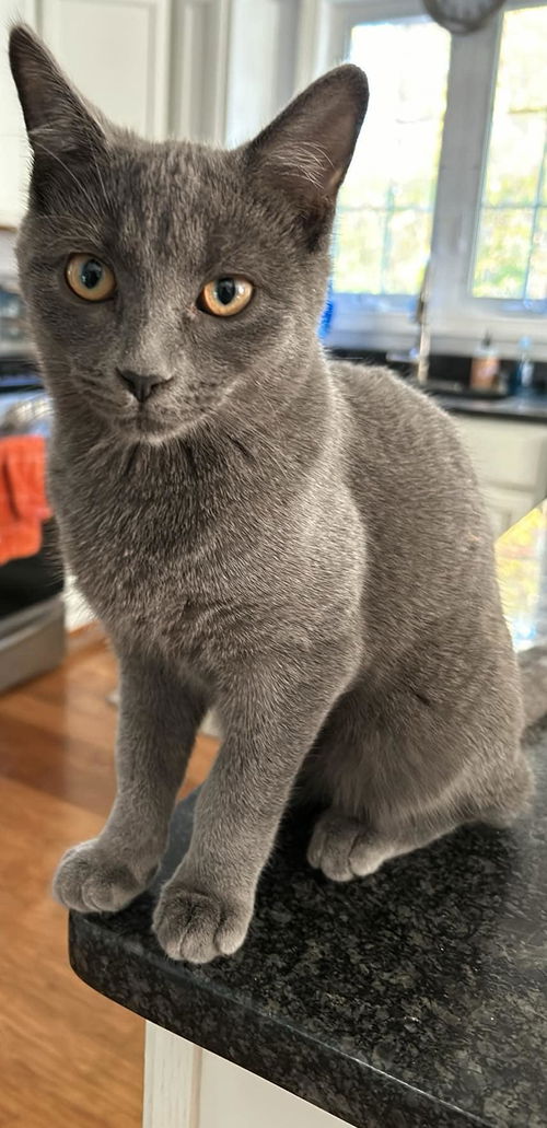 picture of the cat needing adoption