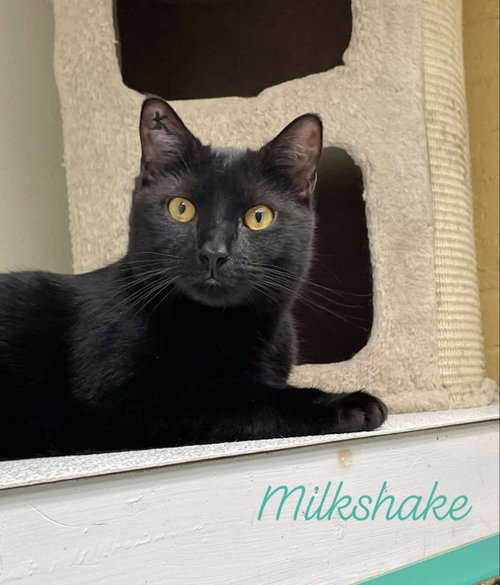picture of the cat needing adoption