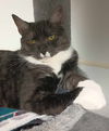 adoptable Cat in , NH named Zora