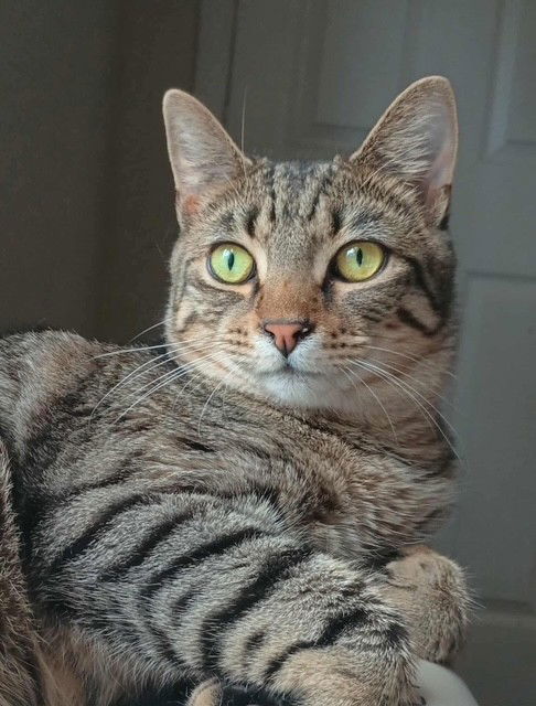 adoptable Cat in Rochester, NH named Timon