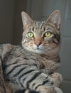 adoptable Cat in , NH named Timon