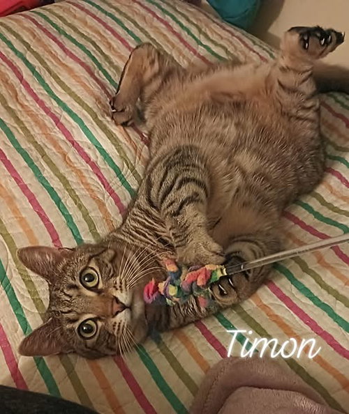 picture of the cat needing adoption