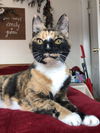 adoptable Cat in , NH named Kallie