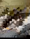 adoptable Cat in Rochester, NH named Melody AT Petsmart Newington