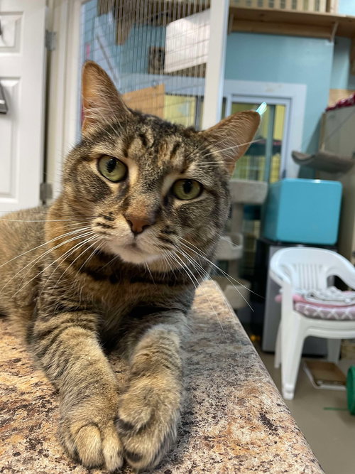 picture of the cat needing adoption