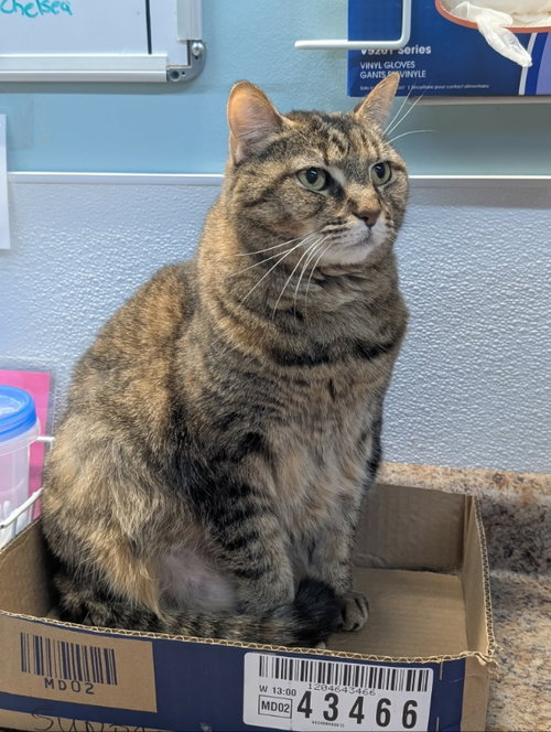 picture of the cat needing adoption