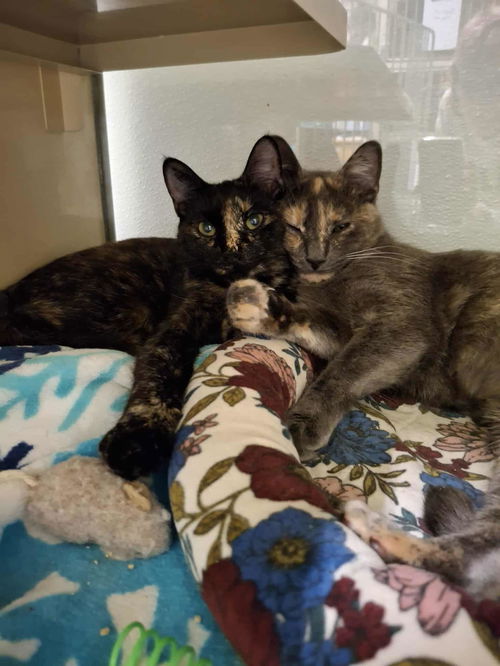 picture of the cat needing adoption