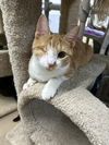 adoptable Cat in Rochester, NH named Holly