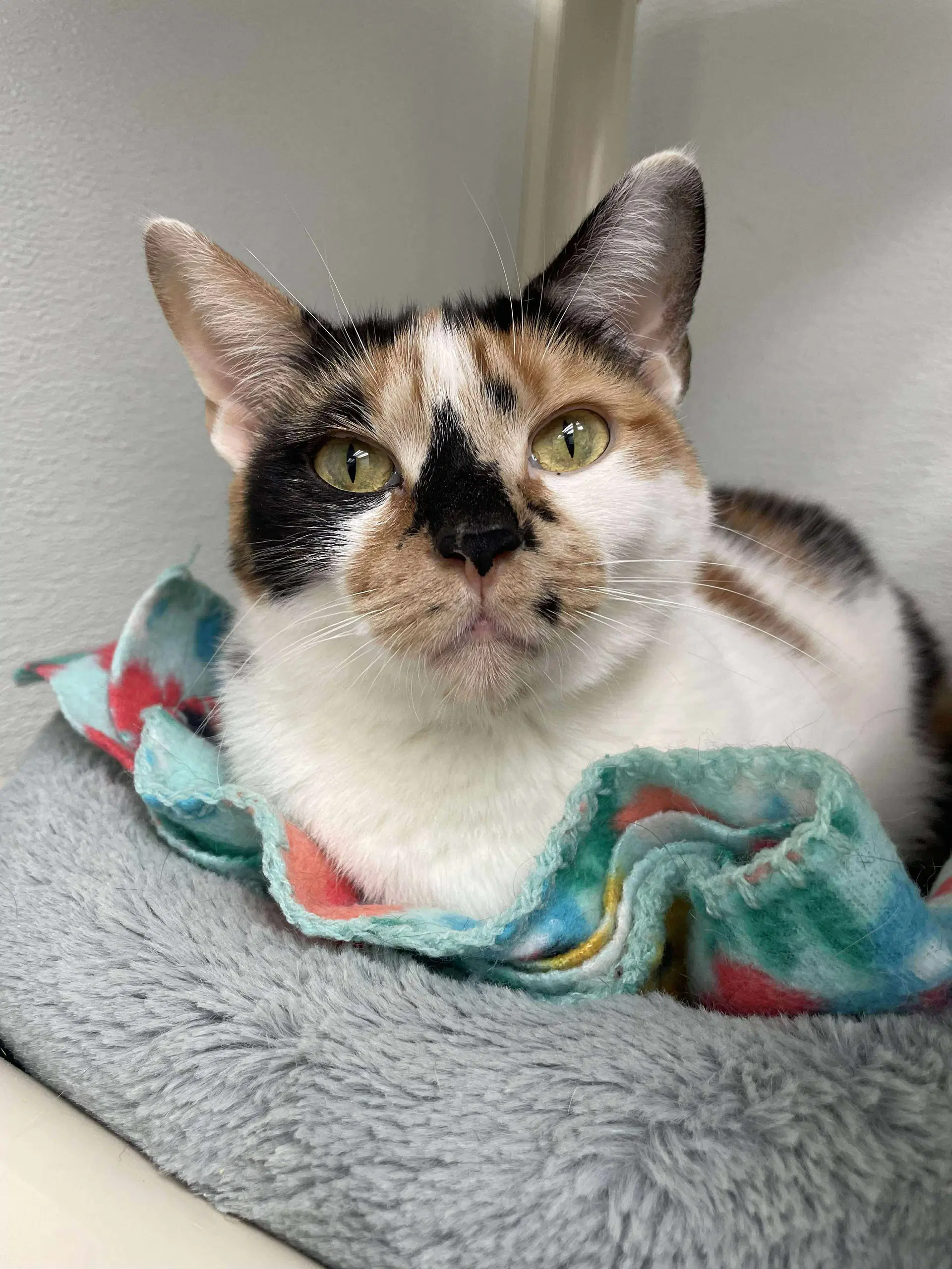Quinn - Domestic Short Hair