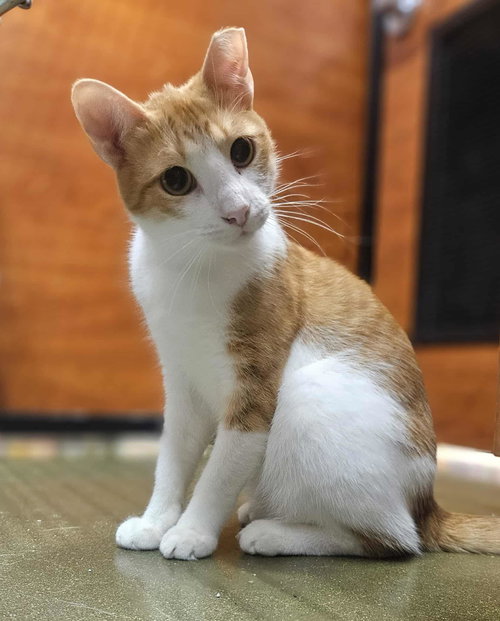 picture of the cat needing adoption