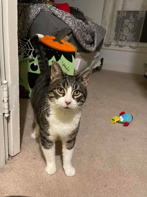 picture of the cat needing adoption