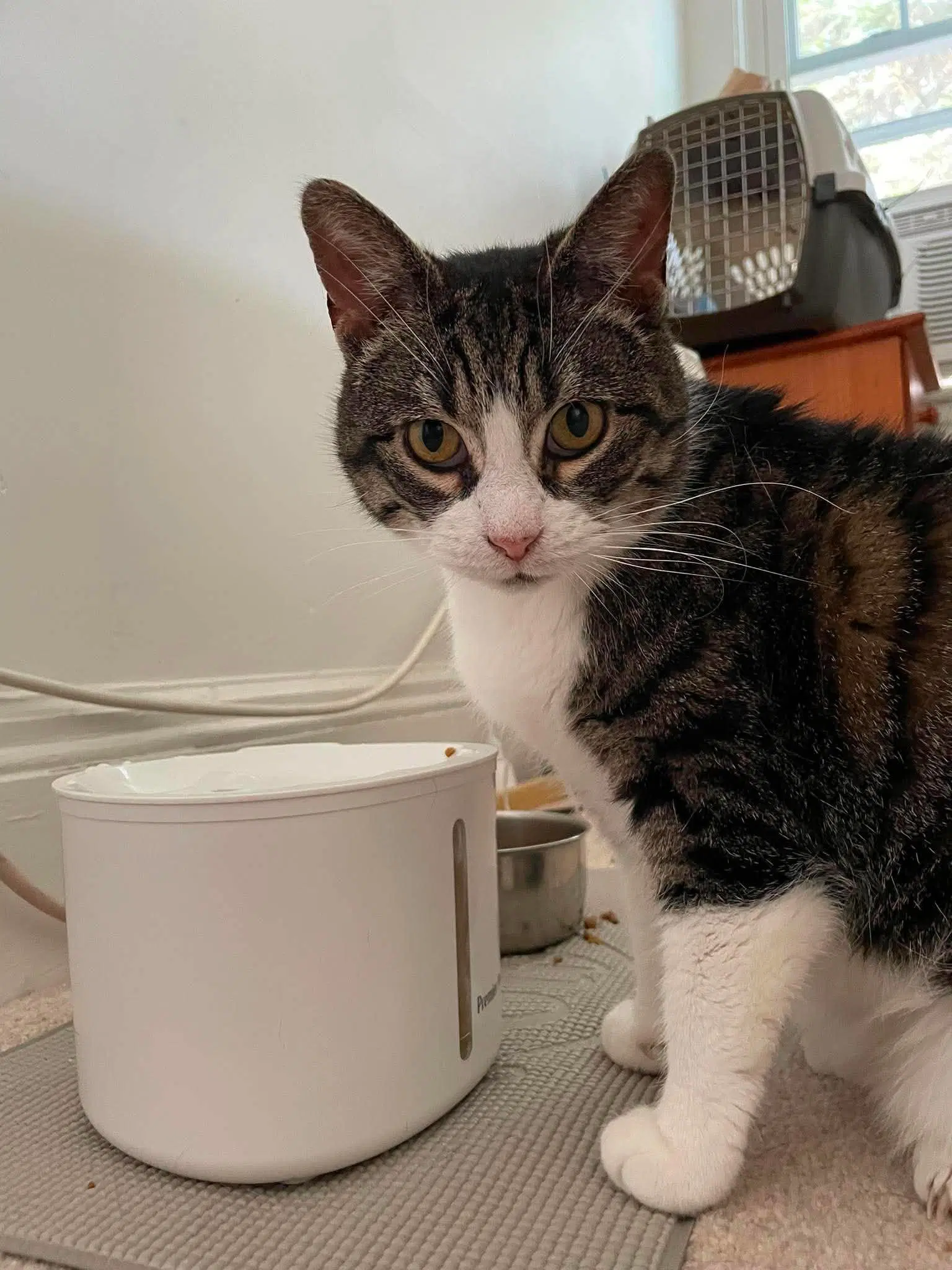 Katie - Domestic Short Hair