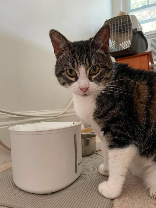 picture of the cat needing adoption