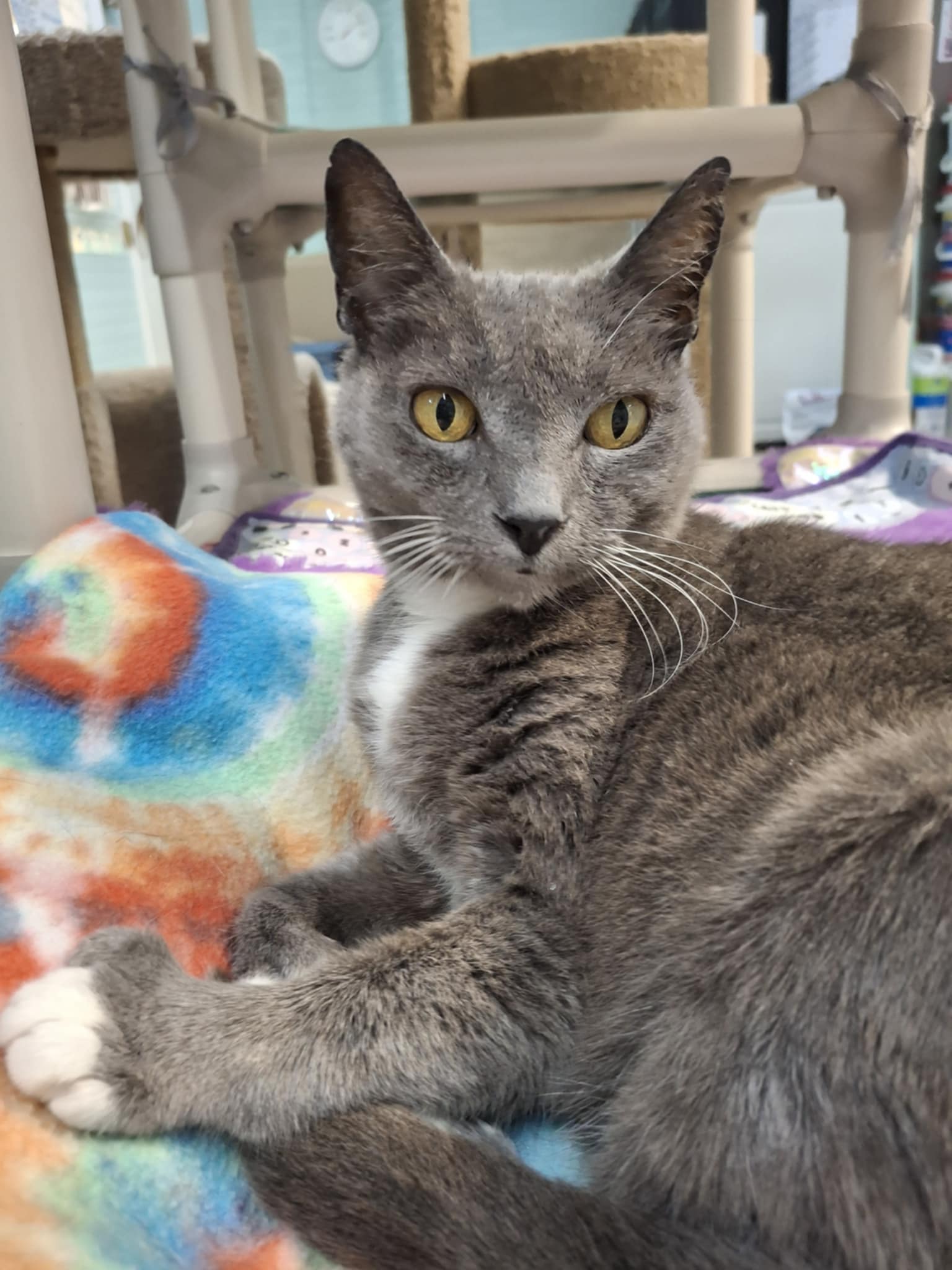 adoptable Cat in Rochester, NH named Jinxie AT Petsmart in Rochester