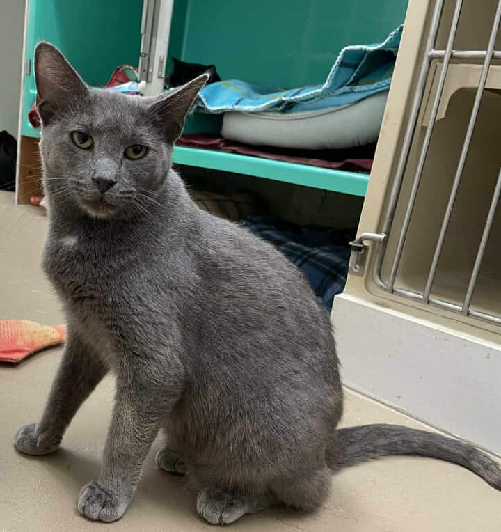 adoptable Cat in Rochester, NH named Deer AND Luke