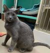 adoptable Cat in , NH named Deer AND Luke