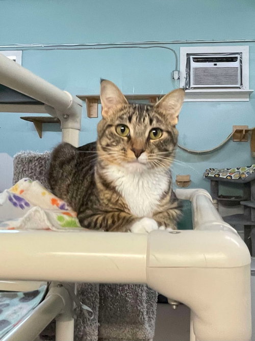 picture of the cat needing adoption