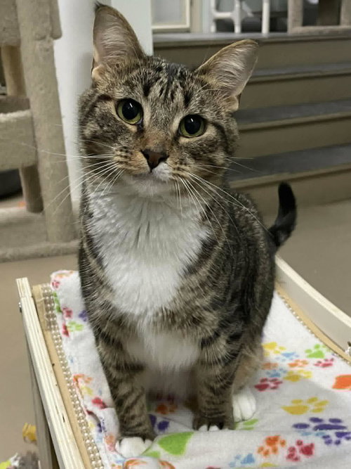 picture of the cat needing adoption
