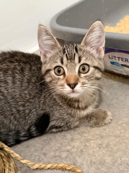 picture of the cat needing adoption