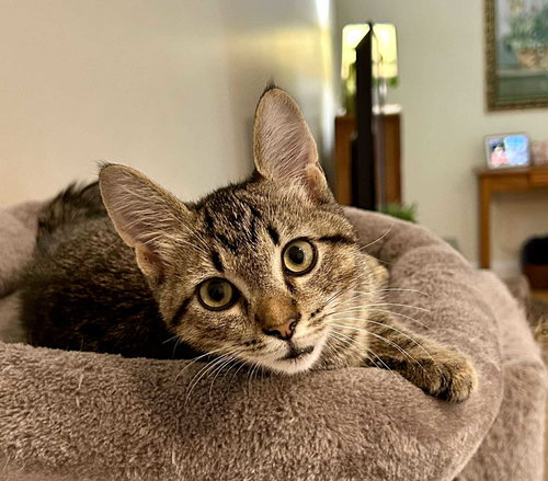 picture of the cat needing adoption