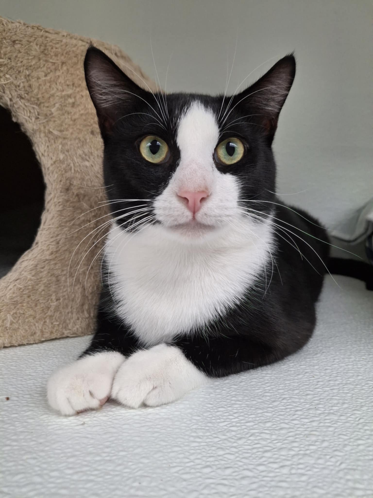 adoptable Cat in Rochester, NH named Buoy