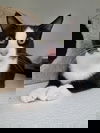 adoptable Cat in , NH named Buoy