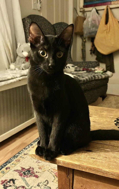 picture of the cat needing adoption