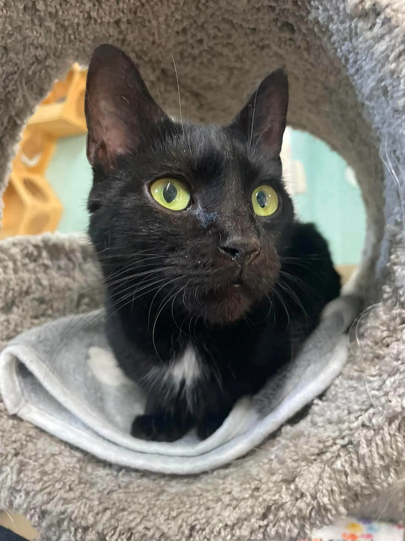 Rogue - Domestic Short Hair