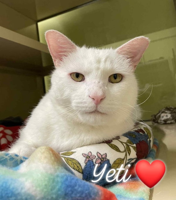 Yeti