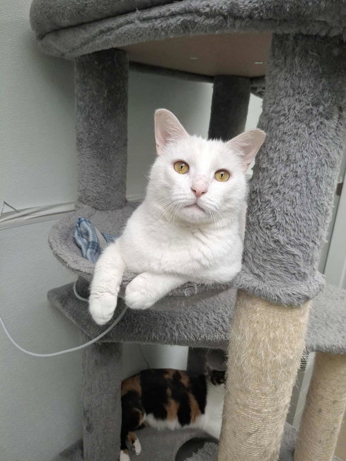 picture of the cat needing adoption
