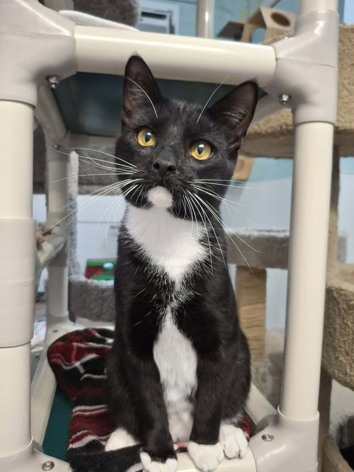 picture of the cat needing adoption