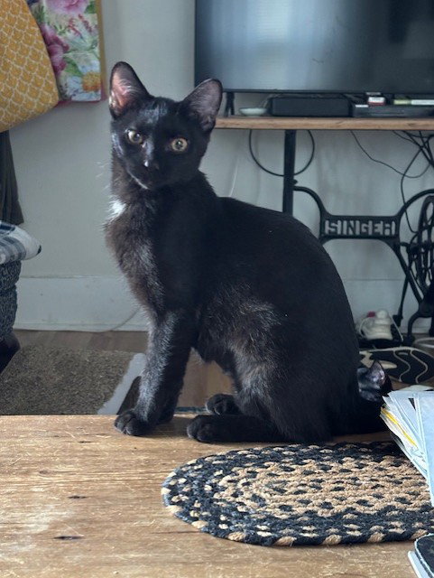 picture of the cat needing adoption