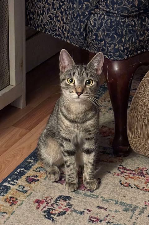 picture of the cat needing adoption