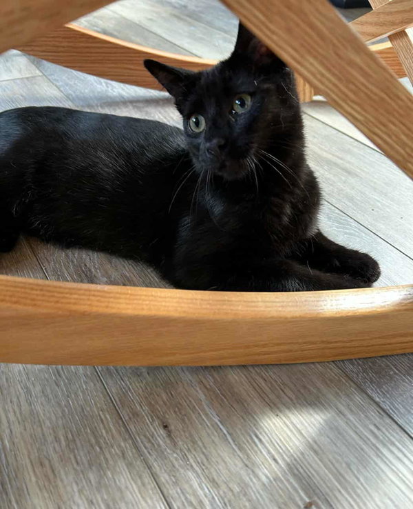 Bosco