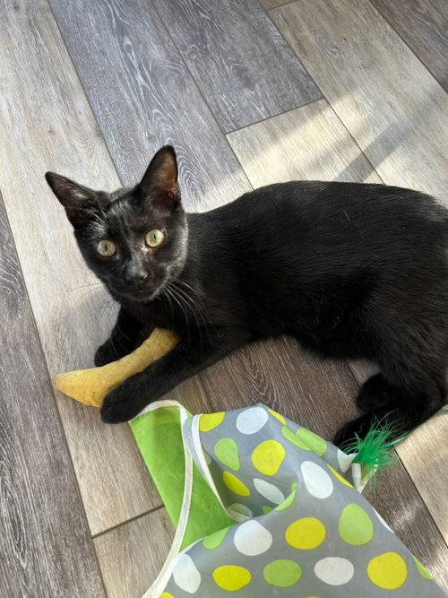 picture of the cat needing adoption