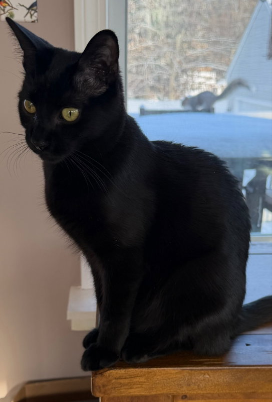 Bosco