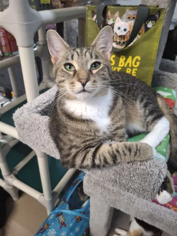 Fig And Albert - Domestic Short Hair