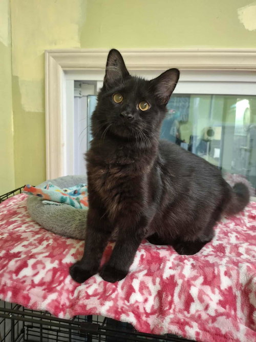 picture of the cat needing adoption