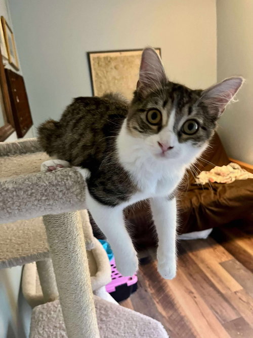 picture of the cat needing adoption