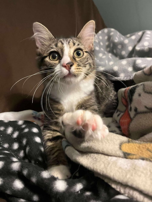 picture of the cat needing adoption