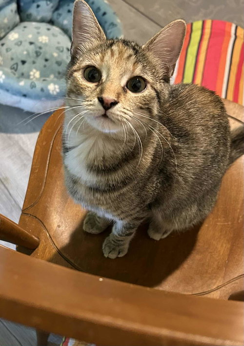 picture of the cat needing adoption