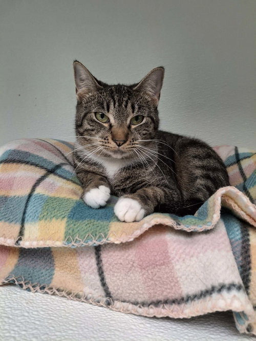picture of the cat needing adoption