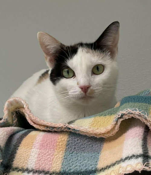 picture of the cat needing adoption