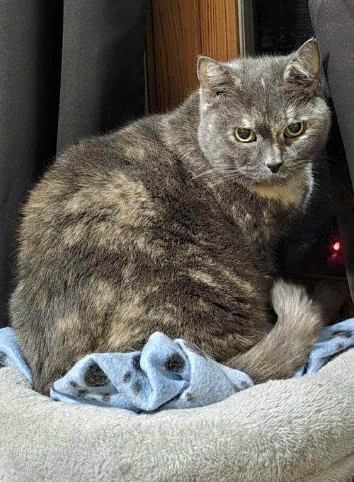 picture of the cat needing adoption