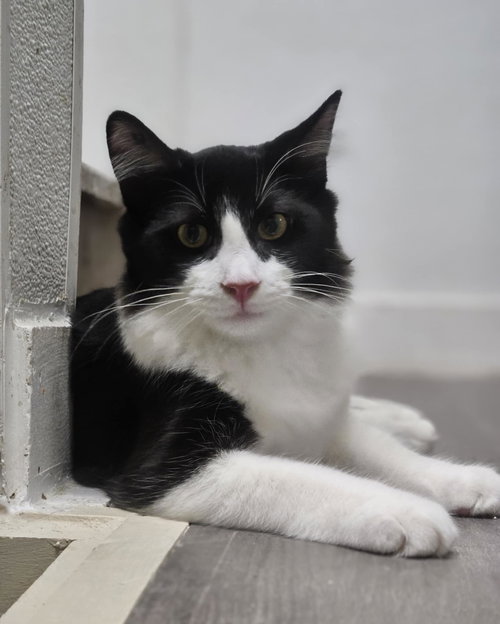 picture of the cat needing adoption