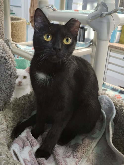 picture of the cat needing adoption