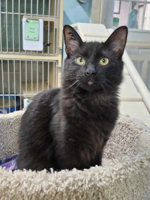 picture of the cat needing adoption